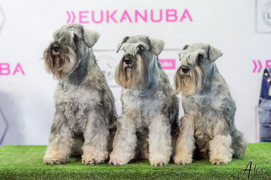 top schnauzer breeders